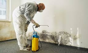 Best Black Mold Removal  in , WI